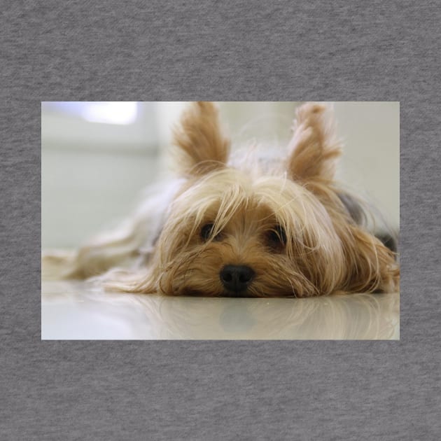 Yorkshire Terrier Laying Flat by Wanderingangel